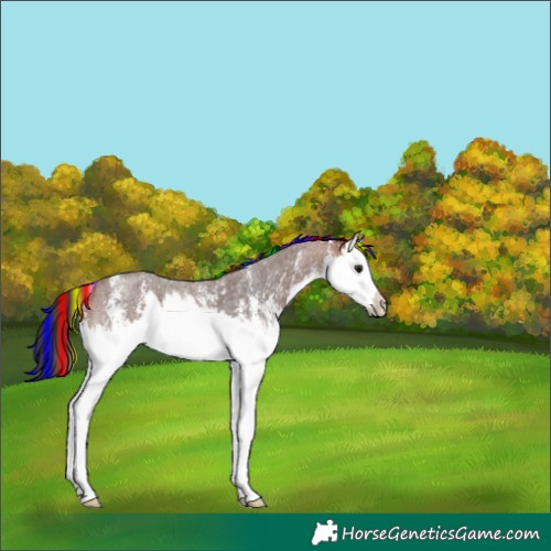 Horse Color:Painted Bay Roan Sabino Splash Appaloosa 