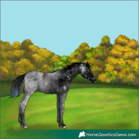 Horse Color:ERROR: UNKNOWN ANOMALY