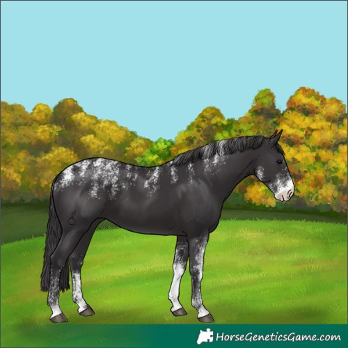 Horse Color:Powder White Smoky Black