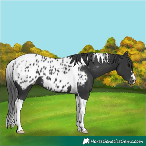 Horse Color:Black Tobiano Near Leopard 