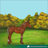 Horse Color:White Spotted Chestnut 
