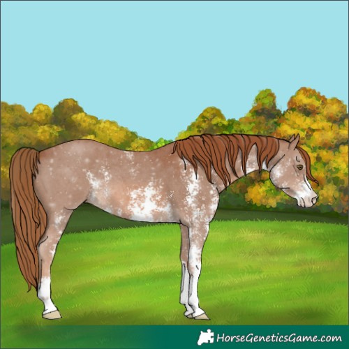 Horse Color:Chestnut Sabino 