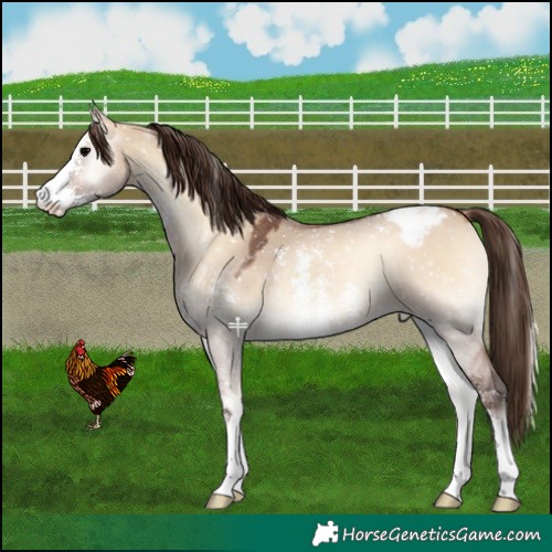 Horse Color:Bay Onyx Sabino Appaloosa 