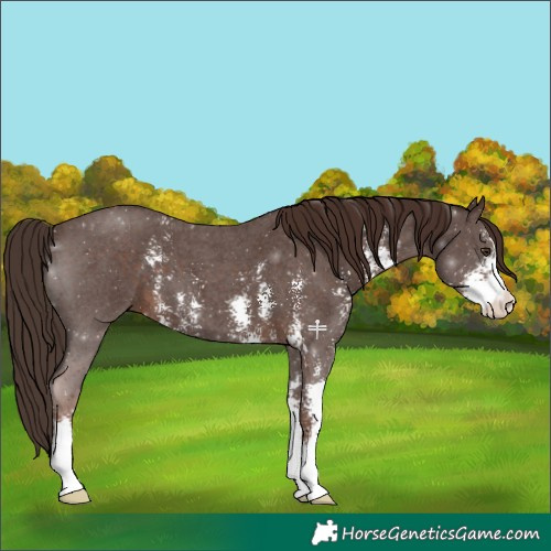 Horse Color:Liver Chestnut Sabino 