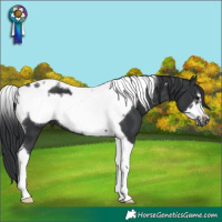 Horse Color:Black Tobiano Frame