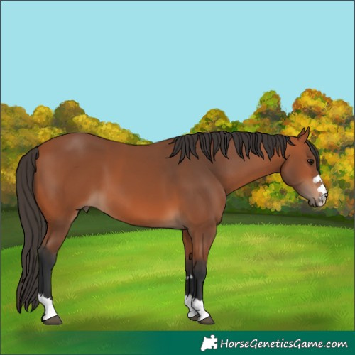 Horse Color:Bay 