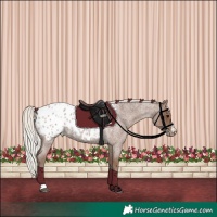Horse Color:Silver Blue Roan Appaloosa 