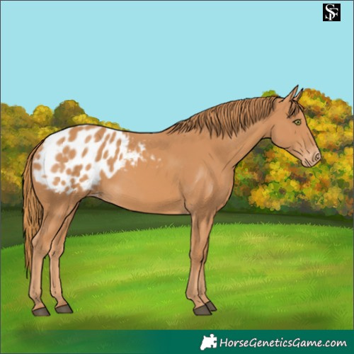 Horse Color:Chestnut Appaloosa 