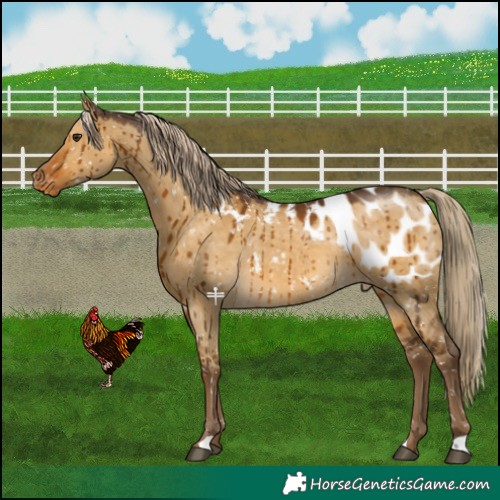 Horse Color:Chocolate Palomino Dun Blanket Brindle 