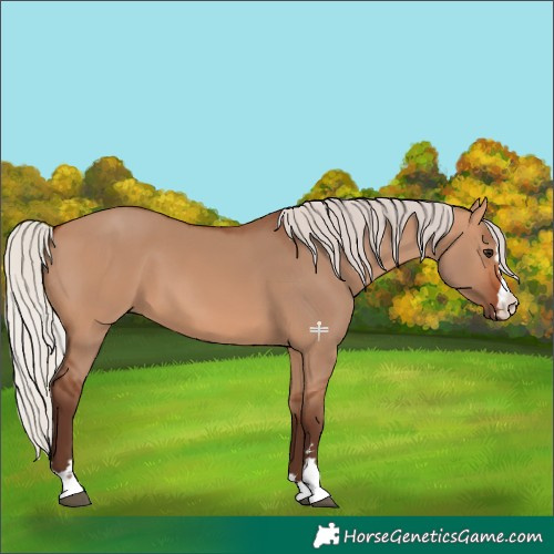 Horse Color:Silver Bay Dun 