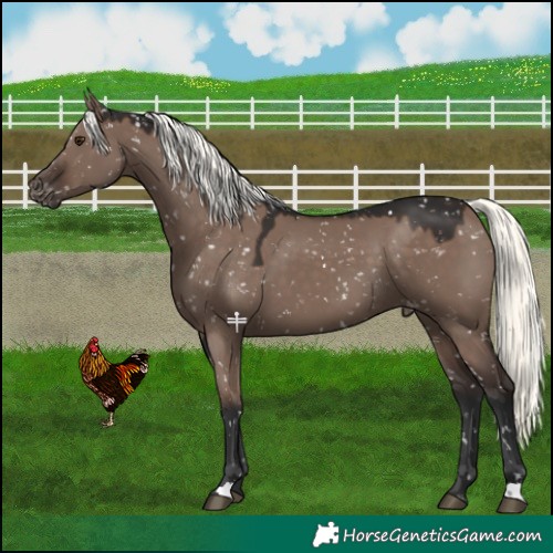 Horse Color:Liver Red Dun Mushroom Snowflake Varnish