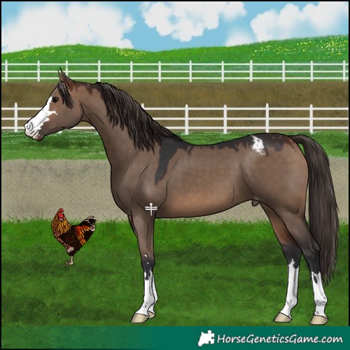 Horse Color:Brown Dun Varnish 