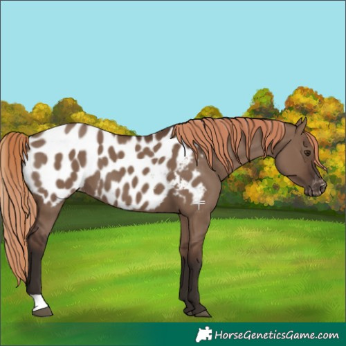 Horse Color:Liver Red Dun Appaloosa 