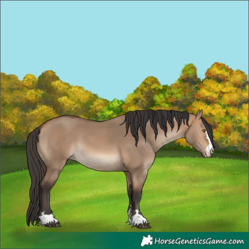 Horse Color:Bay Dun 
