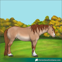 Horse Color:Red Dun 