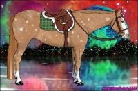 Horse Color:Chestnut Splash 