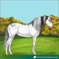 Horse Color:Black Sabino Splash Frame 