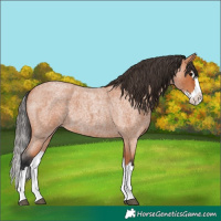 Horse Color:Bay Roan Splash 