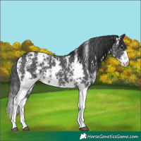 Horse Color:Black Sabino