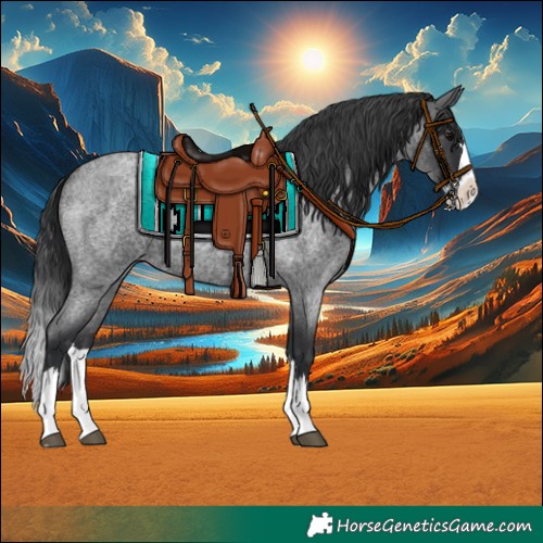Horse Color:Blue Roan Splash 