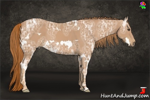 Horse Color:White Spotted Chestnut Ice 