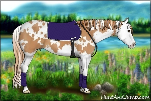 Horse Color:White Spotted Chestnut Splash 