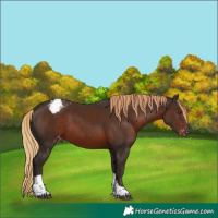 Horse Color:Liver Chestnut Tobiano Appaloosa Rabicano 