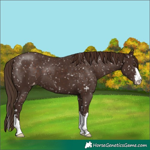 Horse Color:Liver Chestnut Snowflake Varnish