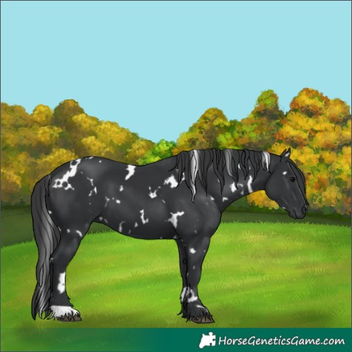 Horse Color:White Spotted Black 