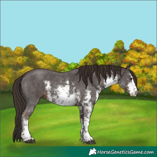 Horse Color:White Spotted Liver Chestnut Sabino 