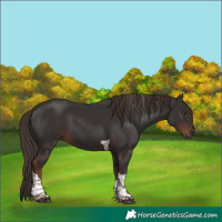 Horse Color:White Spotted Liver Chestnut Tobiano