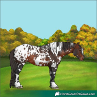 Horse Color:White Spotted Brown Blanket Rabicano