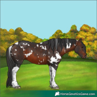 Horse Color:White Spotted Brown Mushroom Tobiano