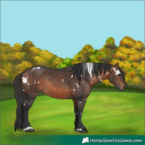 Horse Color:White Spotted Brown Mushroom Rabicano 