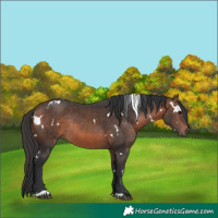 Horse Color:White Spotted Brown Mushroom Rabicano 