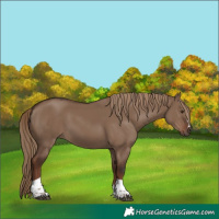 Horse Color:Liver Red Dun Tobiano