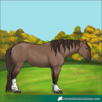 Horse Color:Liver Red Dun Tobiano Rabicano