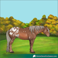 Horse Color:White Spotted Chestnut Mushroom Appaloosa 