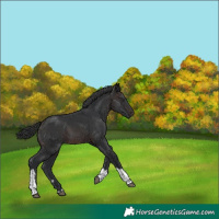 Horse Color:Brown Tobiano