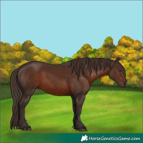 Horse Color:White Spotted Liver Chestnut 