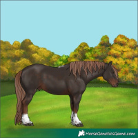 Horse Color:Liver Chestnut Tobiano