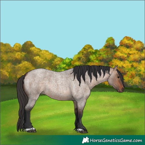Horse Color:Bay Roan Dun 