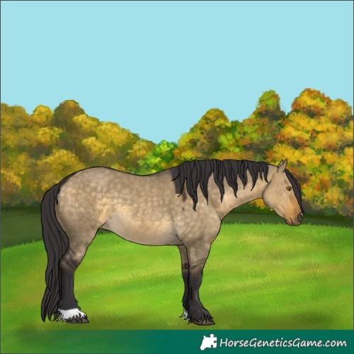 Horse Color:Buckskin Dun 