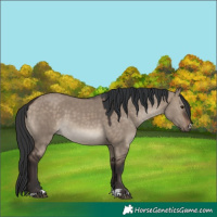 Horse Color:Brown Dun