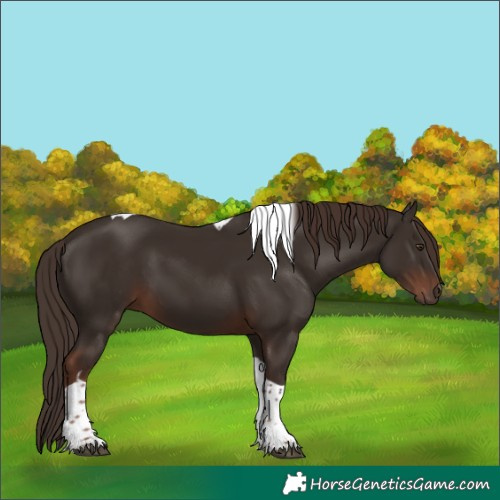 Horse Color:Liver Chestnut Tobiano 