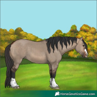 Horse Color:Bay Dun