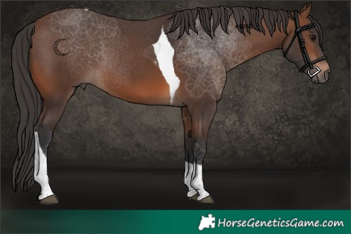 Horse Color:Brown Tobiano 