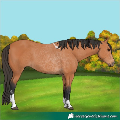 Horse Color:Bay Tobiano 