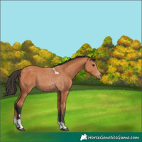 Horse Color:Bay Tobiano
