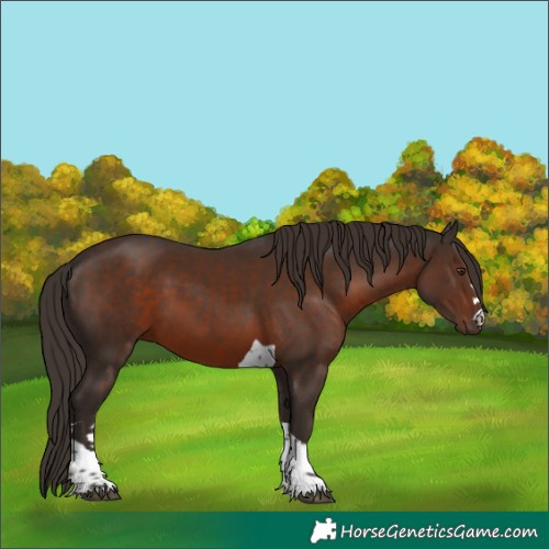 Horse Color:Liver Chestnut Tobiano 